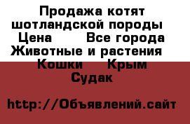 Продажа котят шотландской породы › Цена ­ - - Все города Животные и растения » Кошки   . Крым,Судак